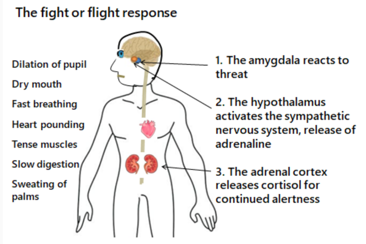 Fight or Flight response. Fight or Flight stress. Sacrifice Fight or Flight. Stress response.